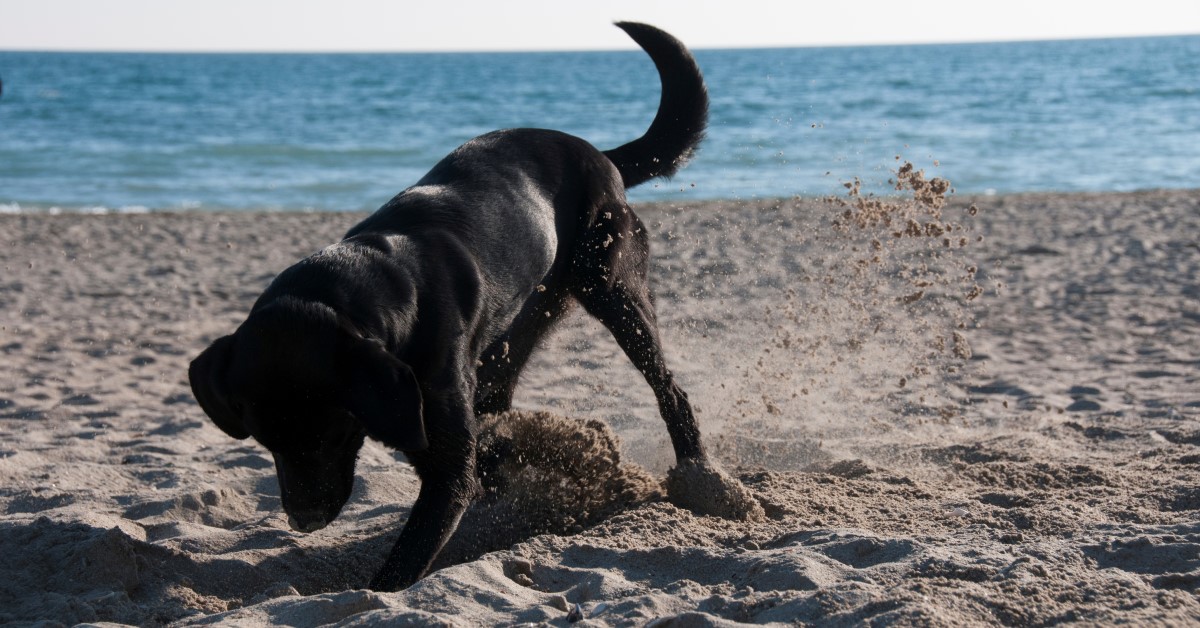 Why Does My Dog Bury Things?